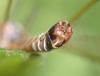 Tipula flavolineata